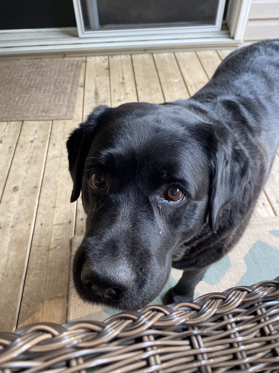NormCrisp's tweet photo. @billifer1973 Canadian Lily, Piper and Jackie all say Hi! https://t.co/7GZXFOfu4P