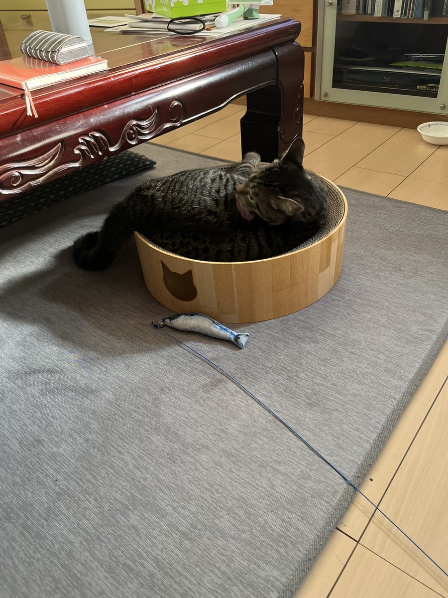 you_kun11's tweet photo. 新しい爪とぎ買いました。
気に入ってくれたようです。
#���のいる暮らし #猫のいる幸せ ＃キジトラ ＃保護猫
 #猫壱 #バリバリボウル https://t.co/DcoFd2cJnj