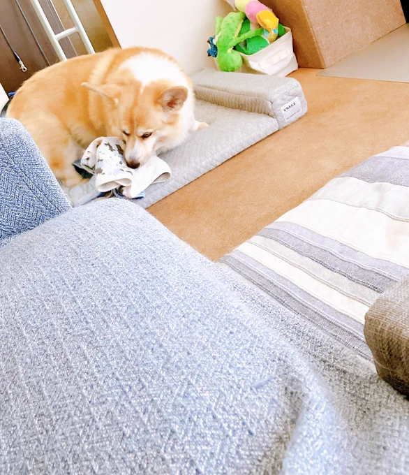 寝床を整える犬