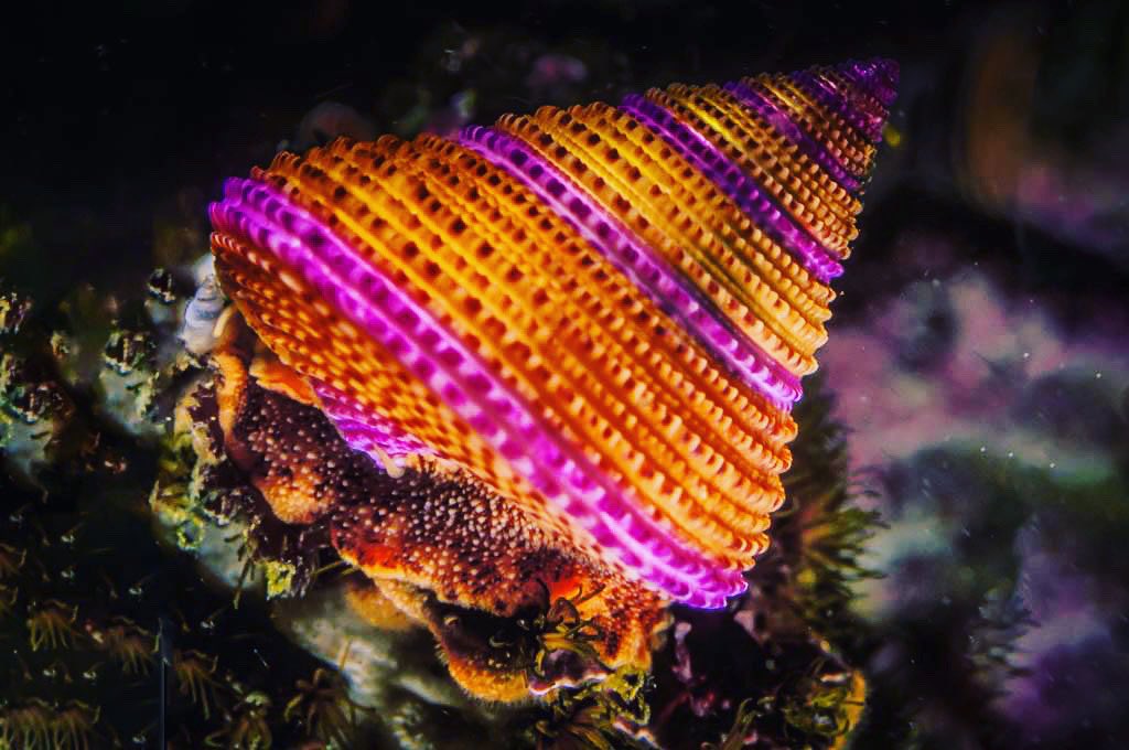 ThirdAgeExped's tweet photo. A sea snail that Barbie would love. Calliostoma annulatum, in British Columbia, is called the purple-ring top snail. A medium-sized sea snail, this omnivorous species feeds seasonally on kelp, sessile fauna like bryozoans, and detritus. #scuba #seasnails https://t.co/gCwkEKQOE9