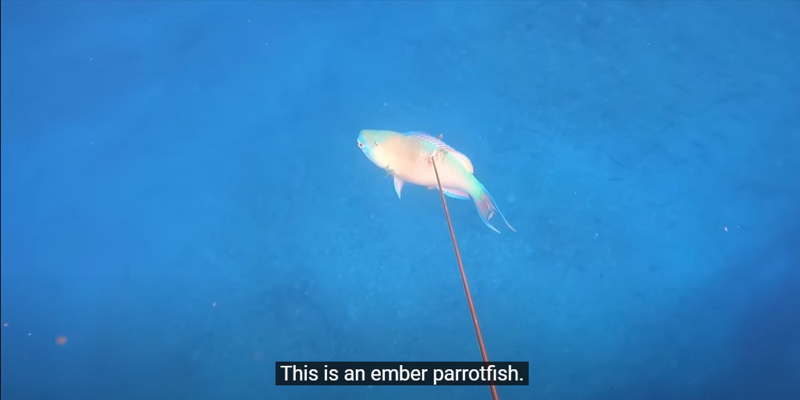 managermasaru's tweet photo. Did you know?

The Ember Parrotfish obtain their name from their teeth which are fused into a beak.

Watch as I catch one and let it bleed underwater for ultimate freshness >> https://t.co/fXGafx1NG5 https://t.co/828CCfeyrb