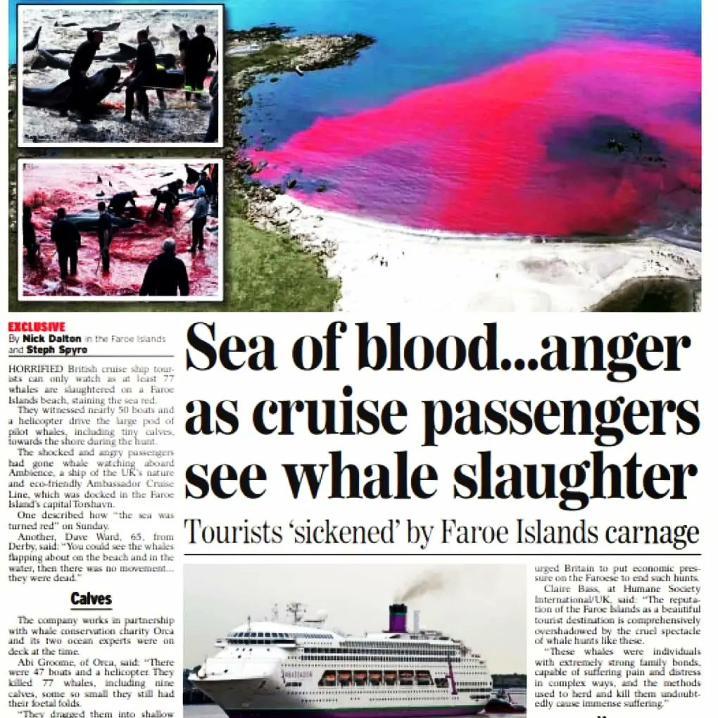 wesupportpaulw's tweet photo. #FaroeIslands #torshavn #orca #bloodbath #mass_killing #Pilotwhales #massacre #seaofblood #ambassadorcruiselines #horror #nightmares #wakeupscreaming #sub_human #nohumanity https://t.co/NlDuCtIHuS