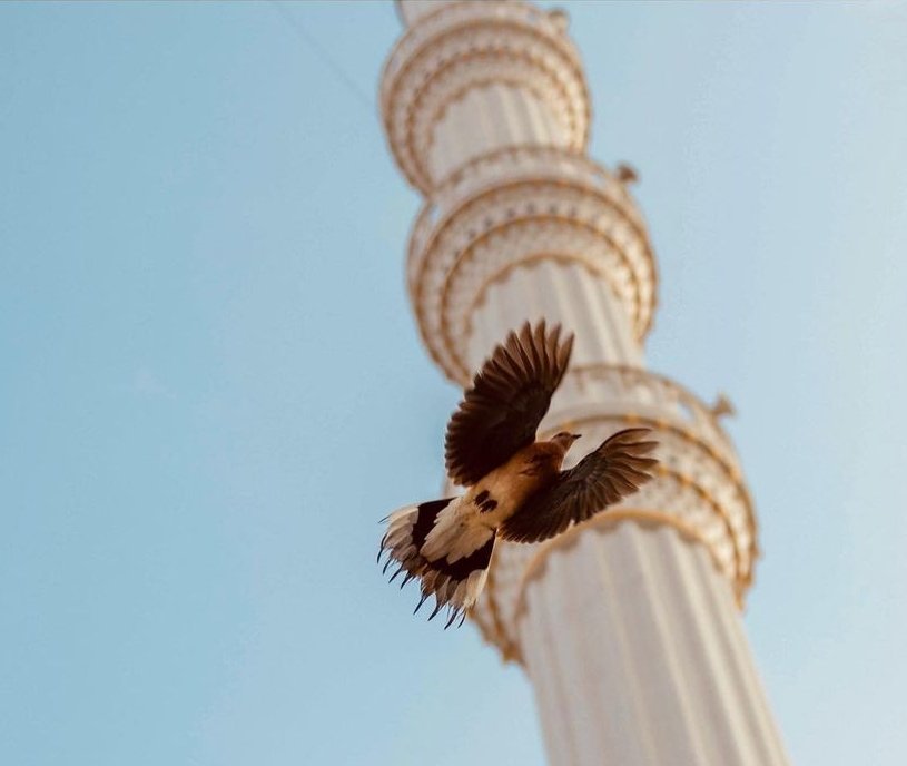 Son çare değil, tek çare Allah'tır. Allah'a kaçın.. Selâmun Aleyküm  Hayırlı Bereketli Sabahlar Olsun inşeAllah..🤲