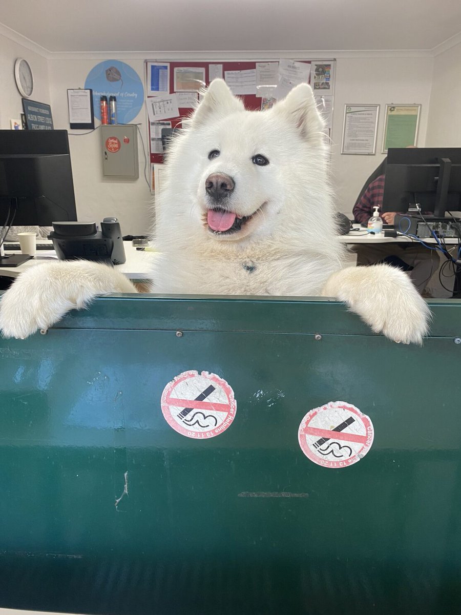 Our frontline workers are a friendly bunch!
This pooch joined his human on the #frontline today - working with people experiencing #homelessness in #Sydney
You can come back anytime, Simba!