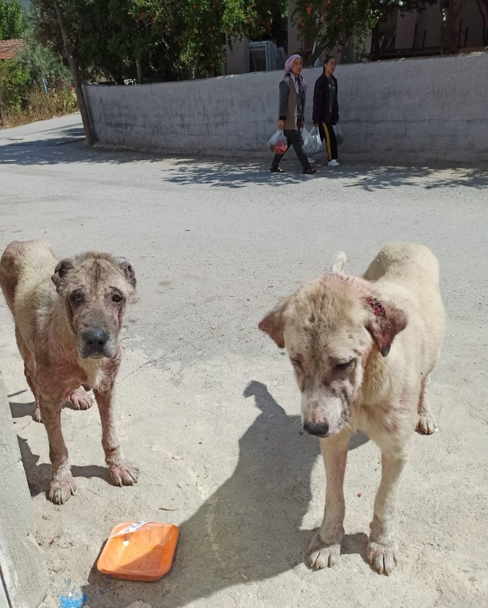 KIRIKHANpati's tweet photo. Sağdaki foto 2 ay önceki halleri
Tedaviye alacaz demisler almamışlar.Gönüllü ne yapacağını şaşırmış,depremde evi yıkılmış maddi imkanlari yok.mama zor alıyorum diyor. Acilen 2 kutu nexgard ihtiyacımız var. Kutusu 800 tl. Destek olmak istermisiniz.
Bu onların son şansı olabilir😪 https://t.co/EZ3q5XeISK