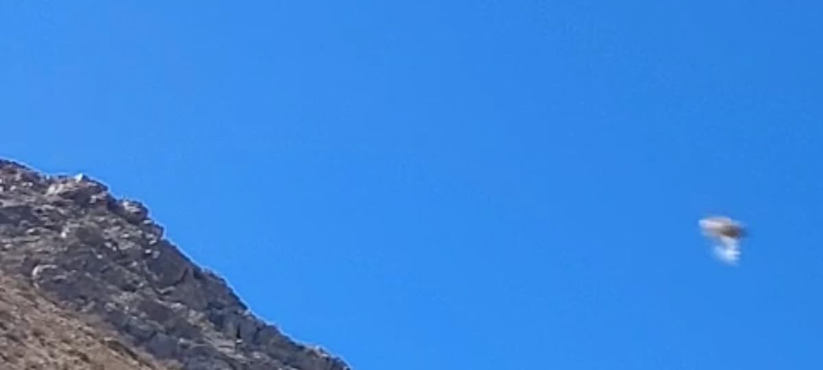 hernan_ahumada's tweet photo. En el valle de Elqui , NO estamos solos 🛸, imagen sector Cochiguaz https://t.co/bbzrUSKDnv