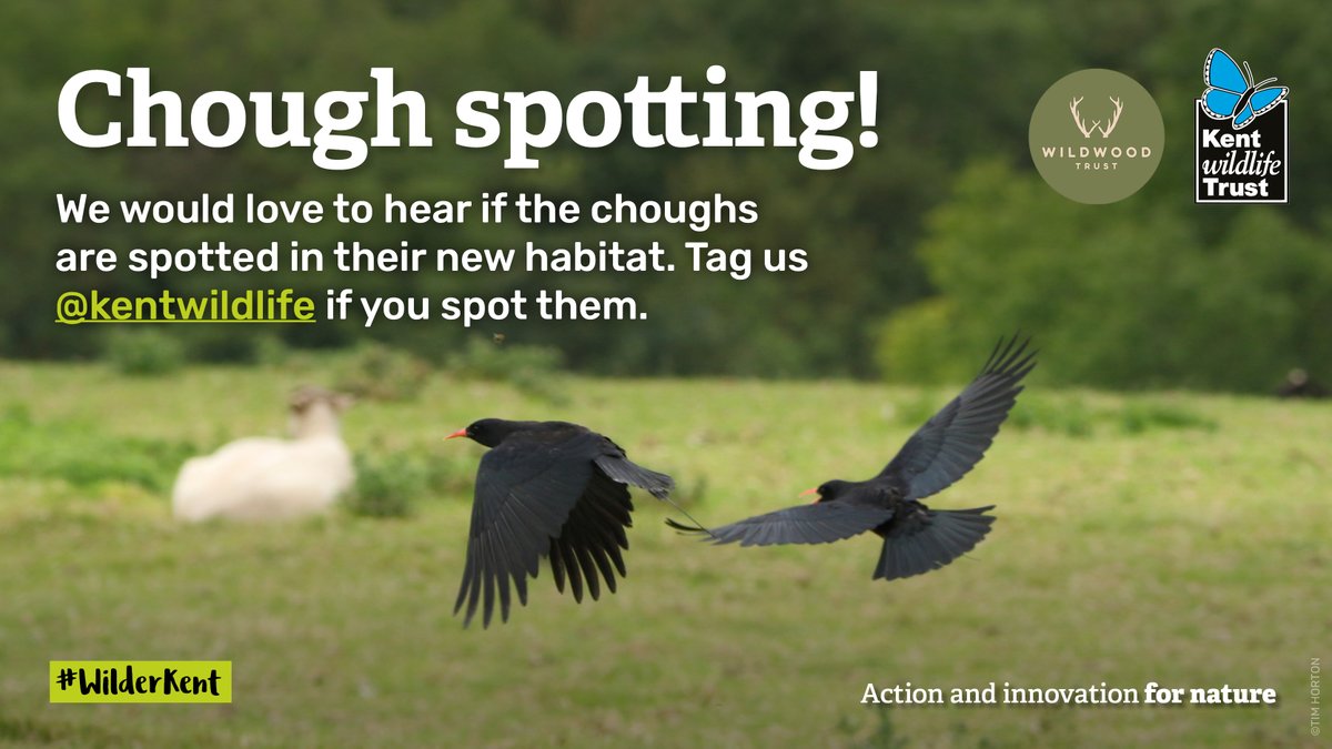 KentWildlife's tweet photo. 📢There’ll be red-bills over the White Cliffs of #Dover!

👆Look up; after an absence of 200 years, choughs are back in the skies of Kent.

🐦This is possible thanks to a collaboration between us and @WildwoodTrust supported by @CornishParadise 

https://t.co/jvUbJLs892 https://t.co/dOjdBrKhIO