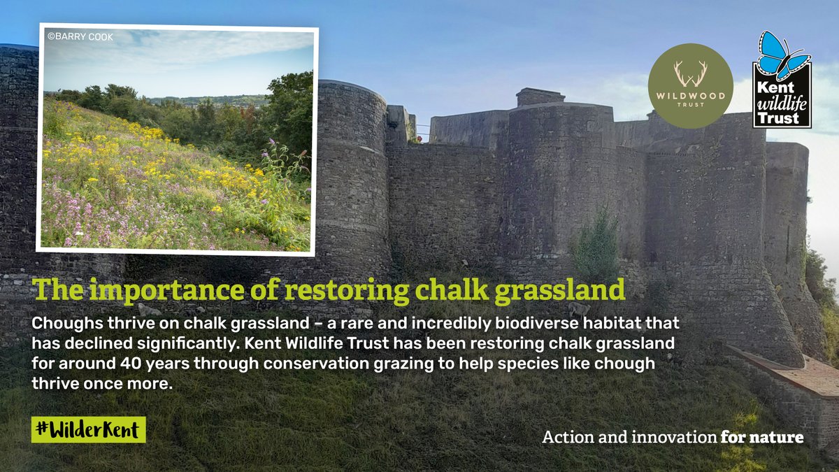 KentWildlife's tweet photo. 📢There’ll be red-bills over the White Cliffs of #Dover!

👆Look up; after an absence of 200 years, choughs are back in the skies of Kent.

🐦This is possible thanks to a collaboration between us and @WildwoodTrust supported by @CornishParadise 

https://t.co/jvUbJLs892 https://t.co/dOjdBrKhIO