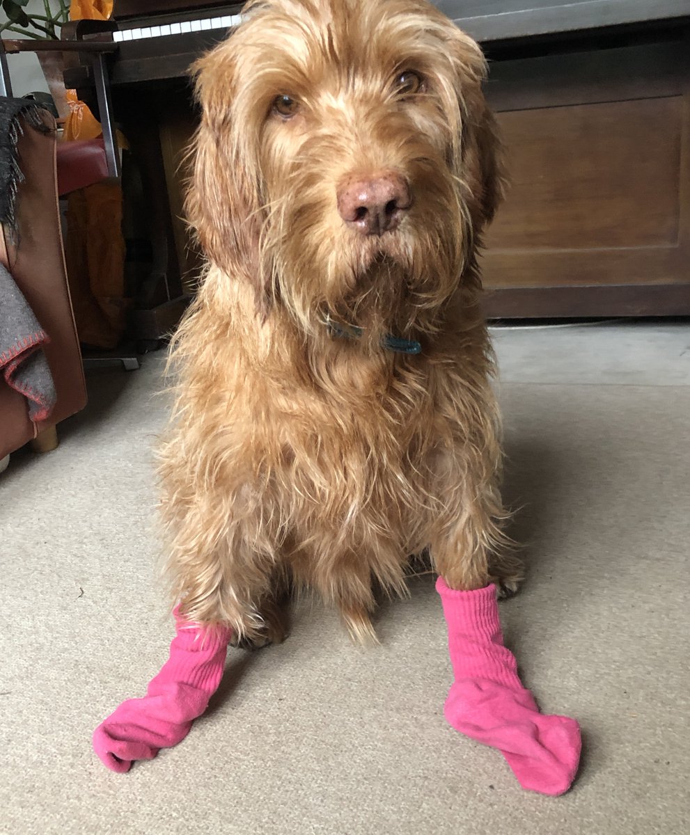 @ucu have got Otis AND the Solidarity Socks on their side. @ucea1 don't stand a chance. 

#settlethedispute #fourfights #UCUrising @CardiffUCU