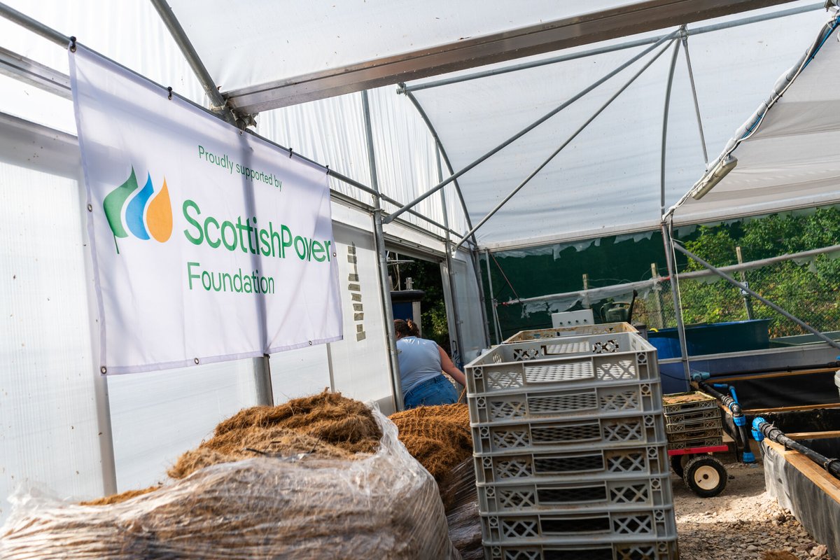 OceanCTrust's tweet photo. With the support of @ScottishPower Foundation, we recently restored 2,500 square metres of seagrass in St Marys Bay! 🌱
The seedlings were grown in our plant aquaculture facility, the largest seagrass nursery site in the UK, as part of #BlueMeadows!
https://t.co/TKAX02M2TO https://t.co/eRZoOPJvcI