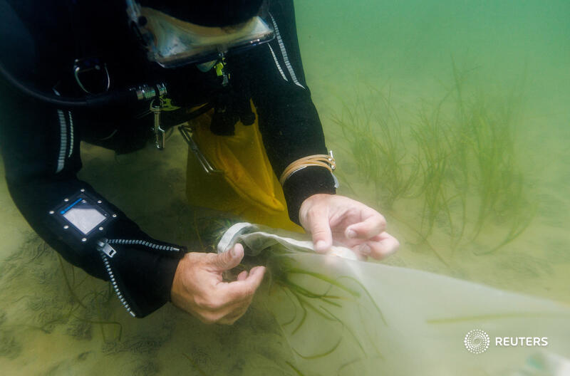 Citizen divers and scientists are restoring seagrass meadows in the Baltic Sea that can store millions of tons of carbon reut.rs/3OwqLLY ‘It’s like underwater gardening,’ said Lea Verfondern, 21, a veterinary assistant. Thread ⬇️🌱📷 @LisiNiesner 1/9