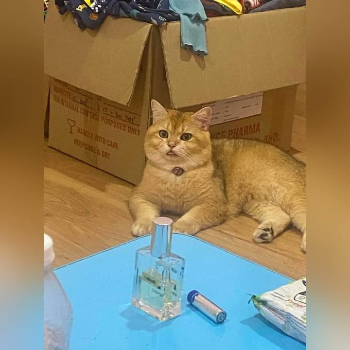hilang_jumpa's tweet photo. Kucing Hilang

Mohon sesiap ternampk tlg lah pulang kan.last seen 20/7/23 11.52pm owner sekeluarga sgt sedih Dan murung dh mcm Anak sndiri besarkan Dari kecil.Tlg ya.Nama lion.kucing ni totally kucing indoor🥺mohon kawan tlg doakan juga.area bukit Rahman putra ,Sg Buloh,Selangor https://t.co/mvsCpkSF1K