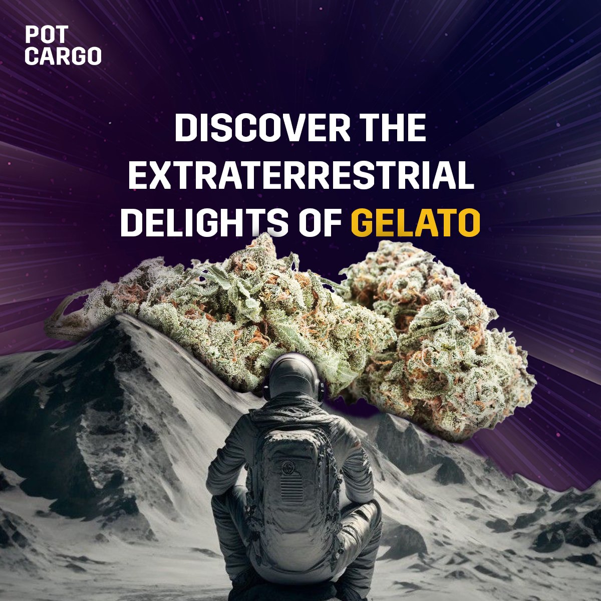 🌿 We unveil the secrets of this beloved strain, loved by #cannabis enthusiasts worldwide. Indulge in its fruity flavour profile and explore the balanced effects it offers.

pc.ch-r-000.com/gelato-strain-…

#TakeFlight #Canada #Innovation #Wellness #Hamilton #Vancouver #HumpDayMotivation