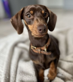 🆘26 Jul 2023 #Lost #STOLEN TWIGLET #ScanMe
Chocolate & Tan Dachshund: Miniature Female
Catmere End #SaffronWalden #Essex #CB11
Please preserve any video (CCTV, doorbell & vehicle cameras) around 3pm Wednesday 26th.
doglost.co.uk/dog-blog.php?d…