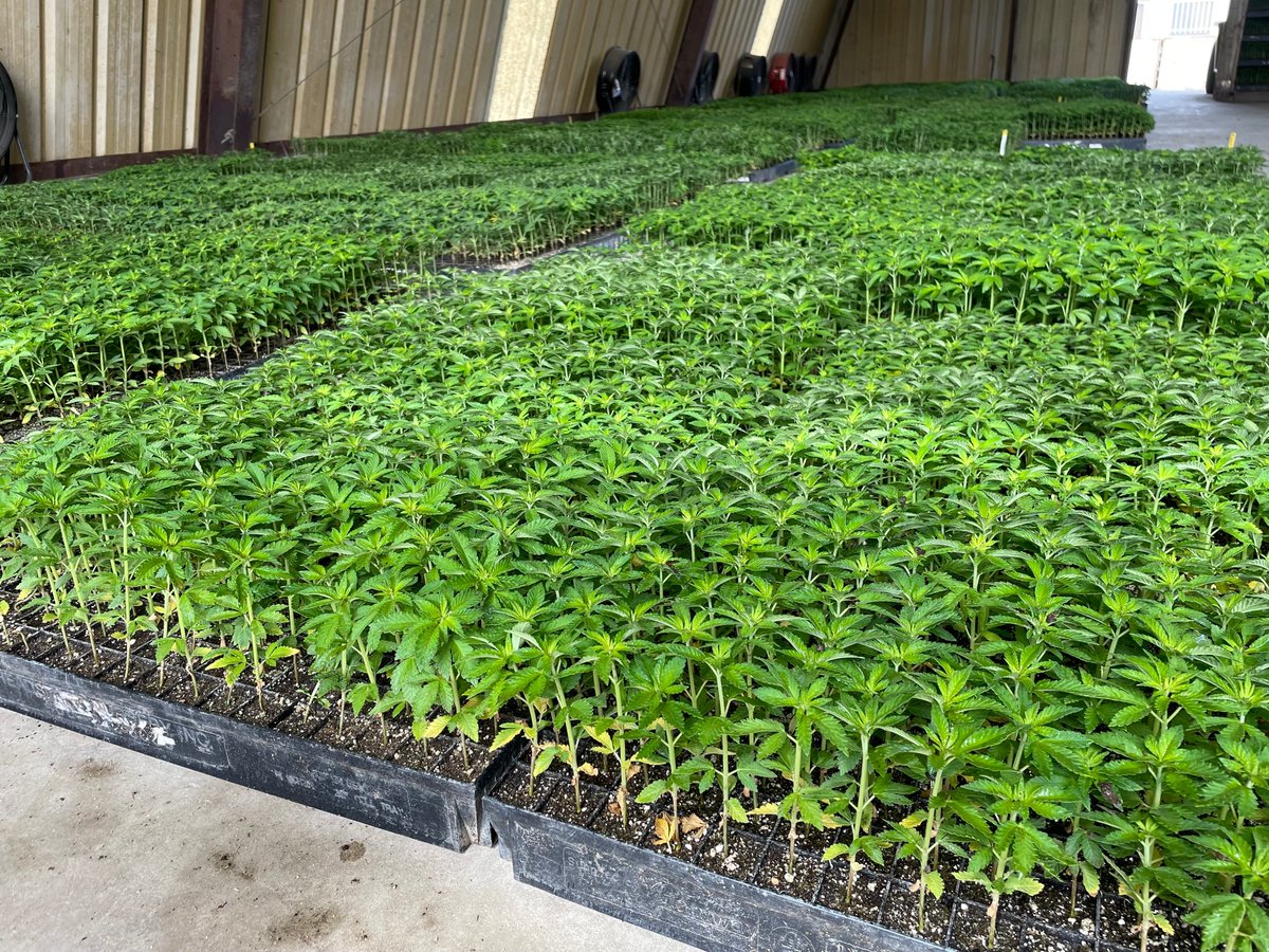 OrsoFarms's tweet photo. Counting babies...how many do you think are in these trays? #cbd #hemp #hempcbd #seedlings https://t.co/HK5MU0UiMO