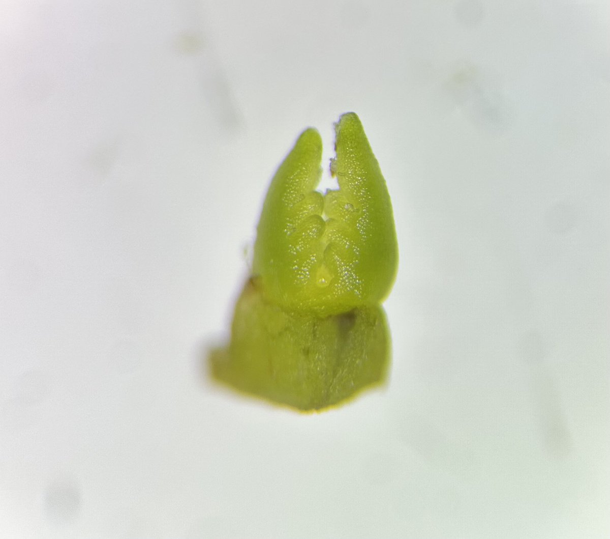 Clean_Plant_AR's tweet photo. Leaf primordia- very first and young leaves originated from apical meristem.
Here we have an elderberry meristem surrounded by leaf primordia under 10X magnification
#Elderberrymeristem #viruscleanup #berries
@plant_clean @ArkAgResearch @AginArk @ArkansasEPP @UArkansas https://t.co/jEZIaaPBeb
