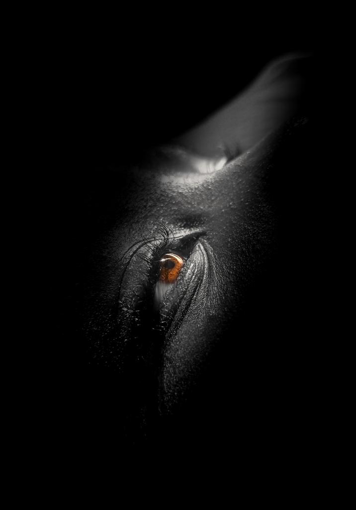 mobile_com01's tweet photo. Eyes
By @snap_venus
@Xiaomi
#mobilephotography
#photography
#creativecritics https://t.co/rbJpT94zbi