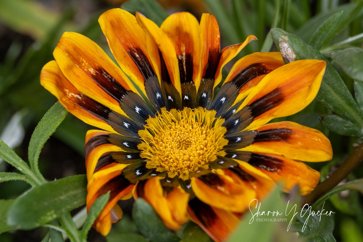 sygdesigns's tweet photo. Happy Wednesday
#flower #flowerphotography #botany #botanyphotography #nature #naturephotography #beautyinnature #macrophotogrpahy #macroflower #macronature #summerflowers #orangeflower #picoftheday #floweroftheday #botanylovers #flowerlovers #TwitterFlower #gazania #AfricanDaisy https://t.co/b9oulssHQN