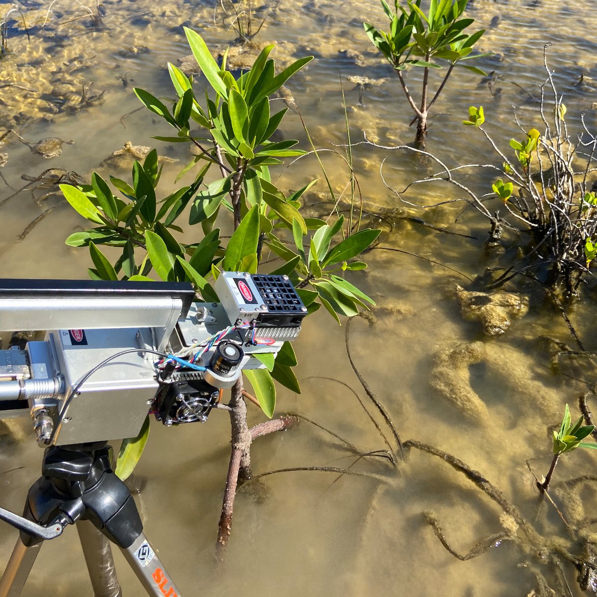 Yale School of the Environment tweet media