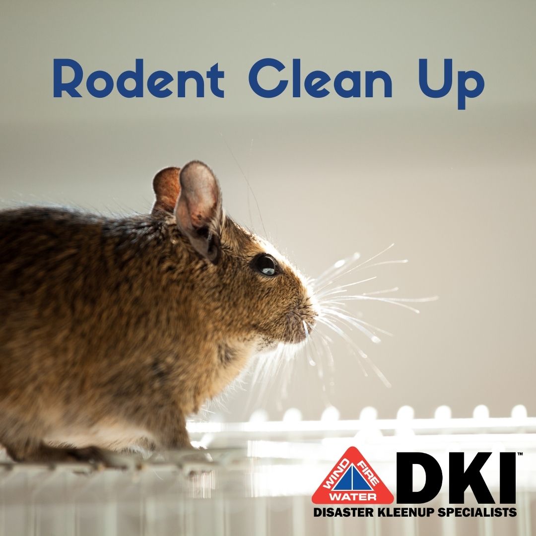 DisasterKleen's tweet photo. Found rodents in your home or business?🐀

The first step is to find a reliable pest control company❌ Cover up the area that they used to come in🏠 Then get a proper clean of the area. Rodents can harbor diseases and bacteria🧼

We can help remove rodent waste, nests, &amp; feces🙋‍♀️ https://t.co/IfR3o2ZLva