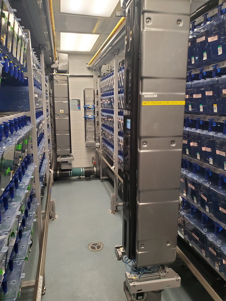 robotic zebrafish feeders in action during my mini sabbatical