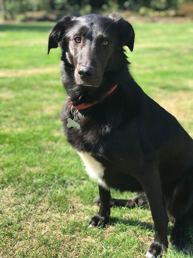 AB_Tutor's tweet image. Inspired by our friends over at @purpleMash we thought we'd share our office dogs, &amp;amp; brighten up everyone's feed this afternoon.. Starting with the First Lady &amp;amp; Gentleman: Truffle &amp;amp; Saxon🥰