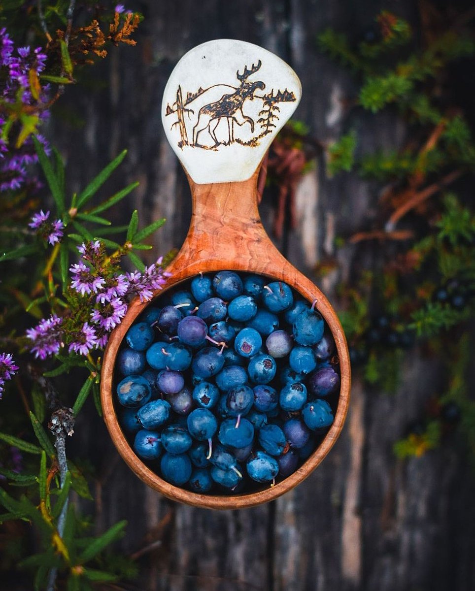 Free food in the Arctic wilderness. #blueberries #Lapland #Finland #VisitLapland 📷 Niko Mukkala | IG visitlapland