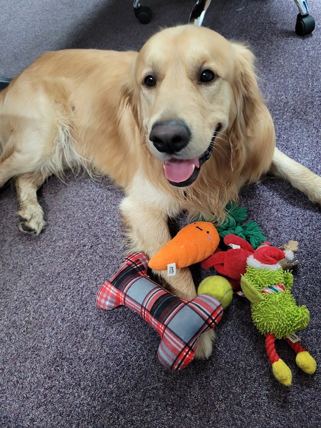 AB_Tutor's tweet image. Inspired by our friends over at @purpleMash we thought we'd share our office dogs, &amp;amp; brighten up everyone's feed this afternoon.. Starting with the First Lady &amp;amp; Gentleman: Truffle &amp;amp; Saxon🥰