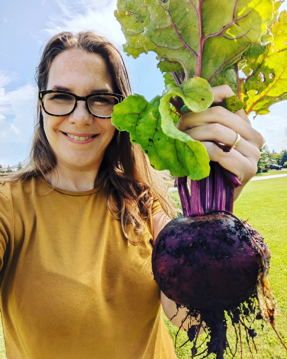 For two years, not a single beet made it to my table because mice got to them before I could. Thankfully a neighbour’s kindly cat had a feast and this year the beets are free to grow. Come to me, my ruby-coloured friends!
#gardening #veggiegarden #vegetables #vegetablegarden