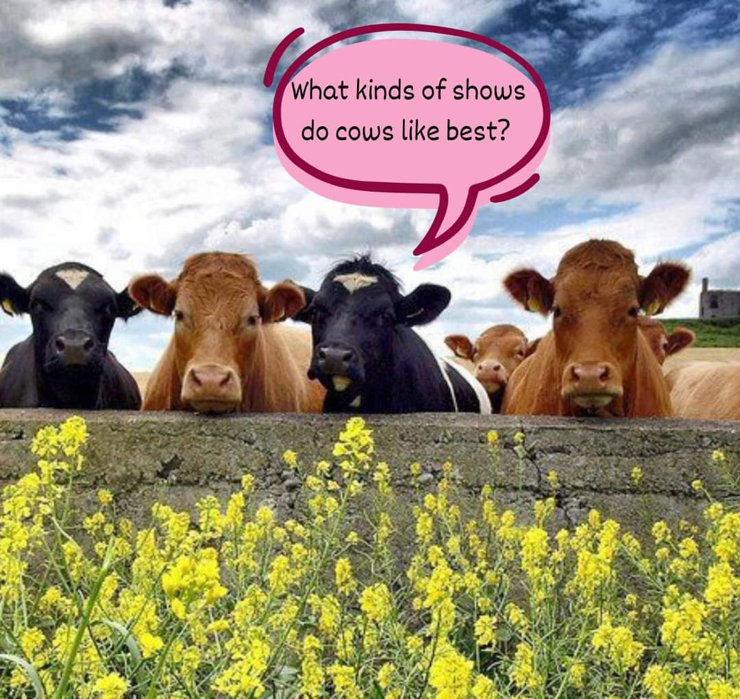 cowofusa's tweet photo. What Kinds of shows do cows like best?
#cow #cowmeme #cowofusa https://t.co/xlJNtA9nTZ