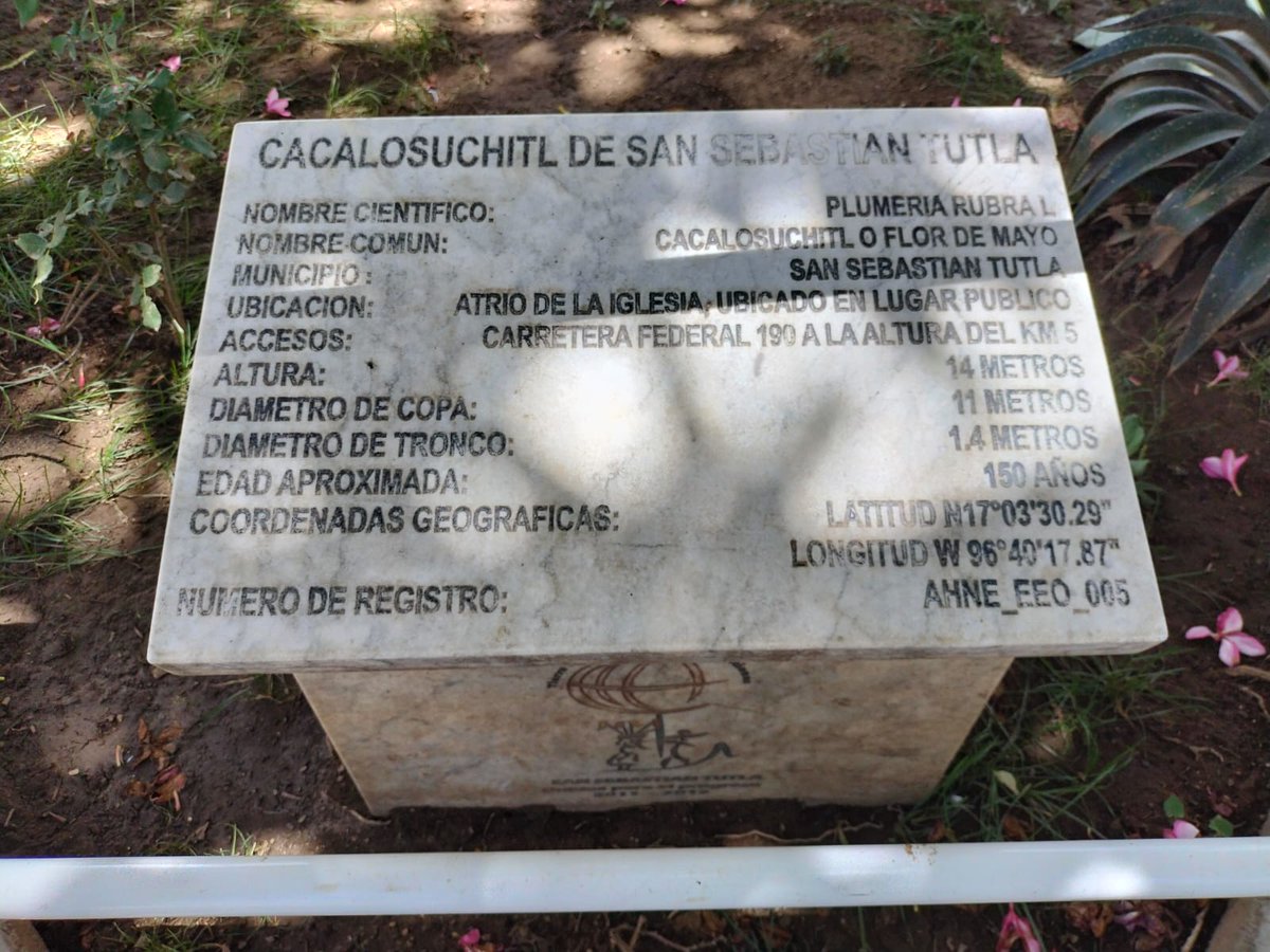 nvinoticiasoax's tweet photo. 🌸🌳¿Habías visto un Flor de Mayo tan grande? En San Sebastián Tutla, #Oaxaca, se encuentra un gigantesco ejemplar, de al menos 14 metros de altura. Esta especie es llamada aquí como cacalosuchitl y tienen una edad aproximada de 150 años. https://t.co/sehDTl19Pd