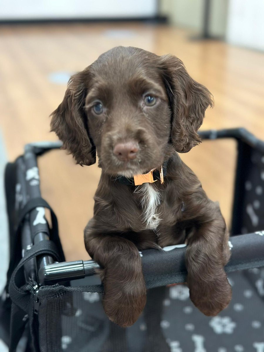 AB_Tutor's tweet image. The office babies: Luna &amp;amp; Peanut.. don't let looks deceive you, these girls are pocket rockets🚀#officedogs #pets