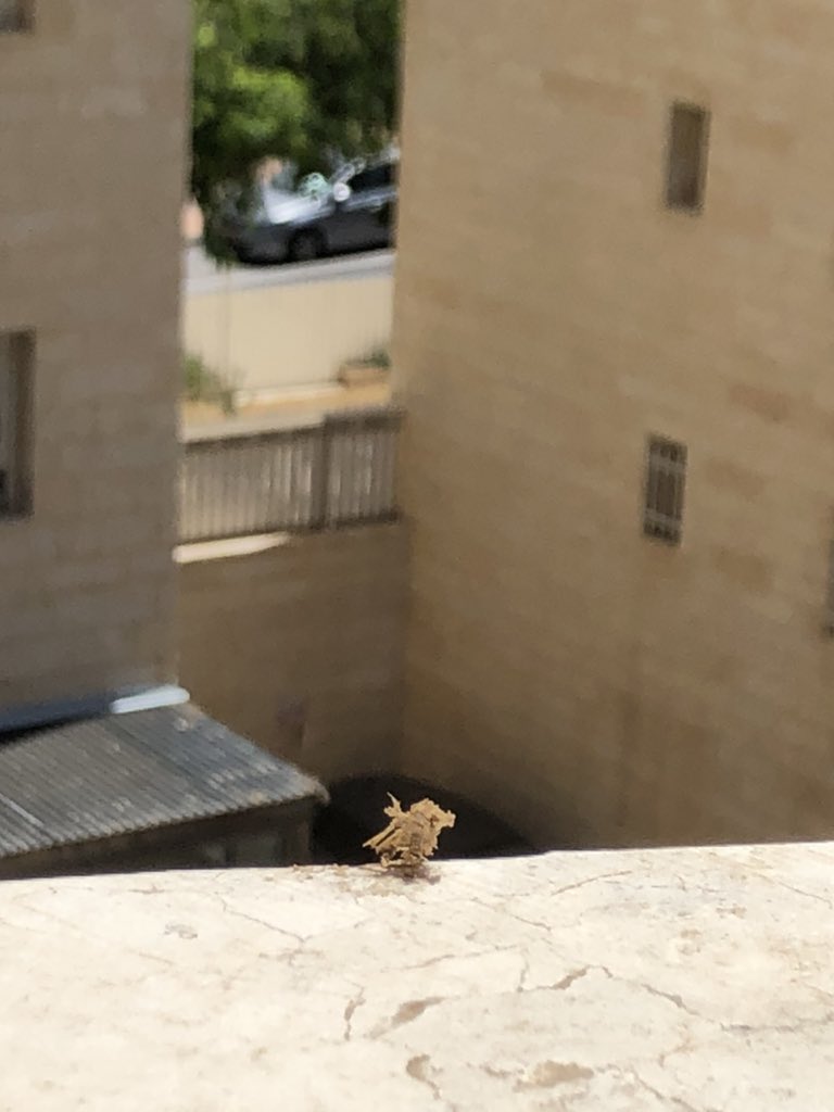 The old logo came to say goodbye in the form of dirt on the windowsill 🐦 

Every end is a new beginning 🙅‍♂️

#x #TwitterLogo #TwitterX