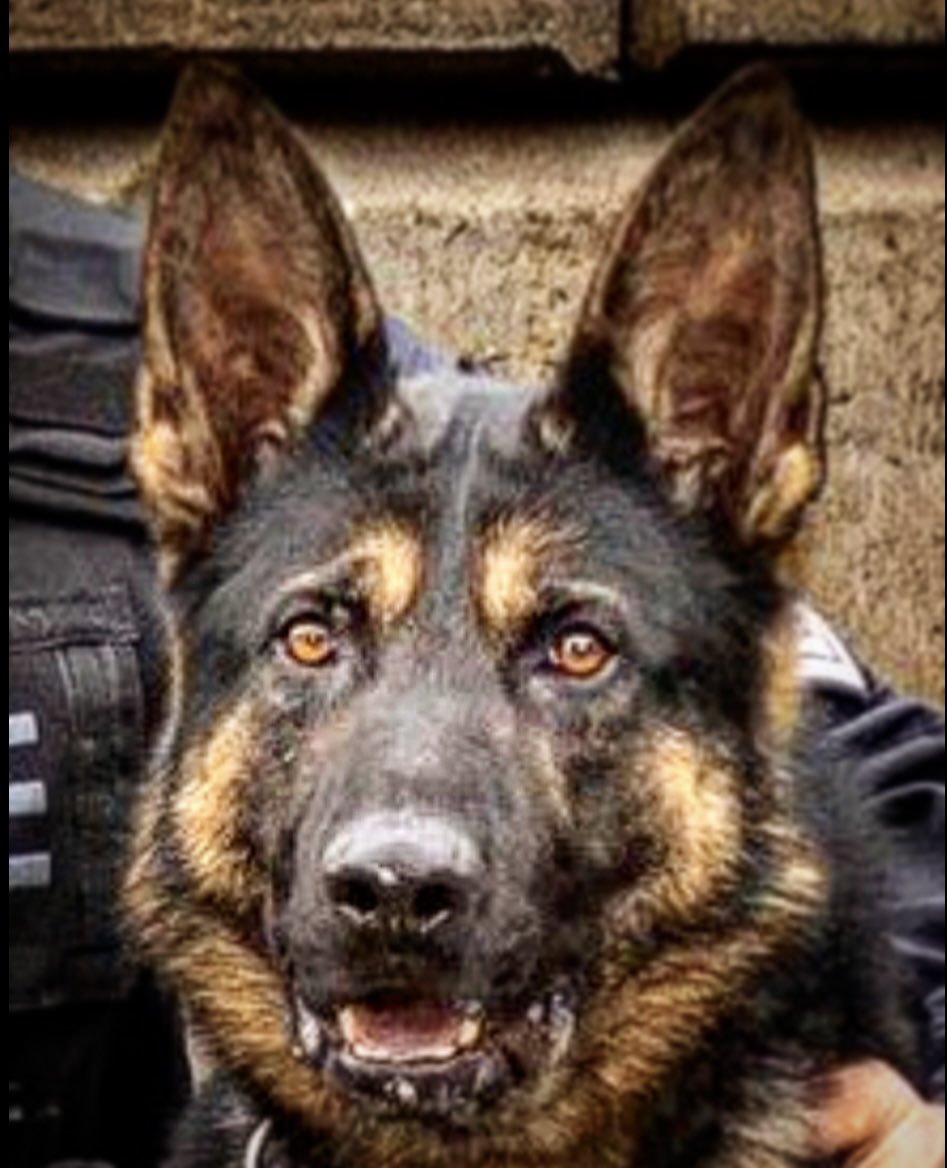 Durham Regional Police Service K-9 Unit tweet media