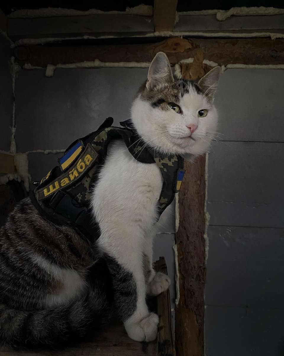 RubrykaEng's tweet photo. Ukraine is in good hands - or paws - as long as it is defended by such cute cats from Ukraine's armed forces😻

Ukraine's most famous fighting cat, Shayba, is celebrating his birthday today!

Photos by Oleksand Liashuk https://t.co/FaiTXNnNty