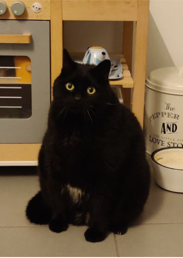 ozTao_'s tweet photo. Disparition.
Oz chat 10ans noir avec tâches blanches au du ventre/cou
Perdu Amiens - Faubourg de Hem 24/07/23
Non agressif
Si vous l’apercevez ou arrivez à l’attraper merci de me contacter. L’identification vérifiable gratuitement chez un vétérinaire
Merci d’avance
@WakeUpAmiens https://t.co/JkRLO1aHYl