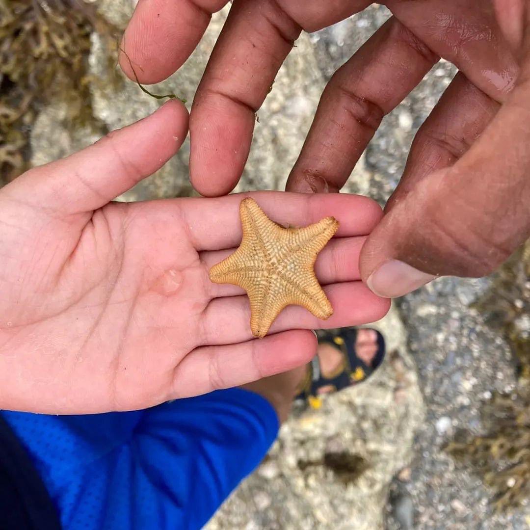 Join us at our August Rockpool Ramble to celebrate National Marine Week!🦞

Thursday the 3rd, at 12pm. We'll be standing next to the FMC flags by the lifeguard hut on Gylly Beach! 🌊

Open to all ages and free of charge, hope to see you there!🦀