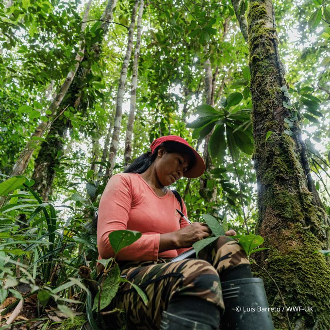 UNBiodiversity's tweet photo. 80% of the world’s remaining #biodiversity is found in the lands &amp; territories of Indigenous Peoples.

To reverse biodiversity loss, we must learn from nature’s most important guardians and support their efforts to protect, defend and restore their lands &amp; waters.

Via @WWF https://t.co/gTy8cZJBjR