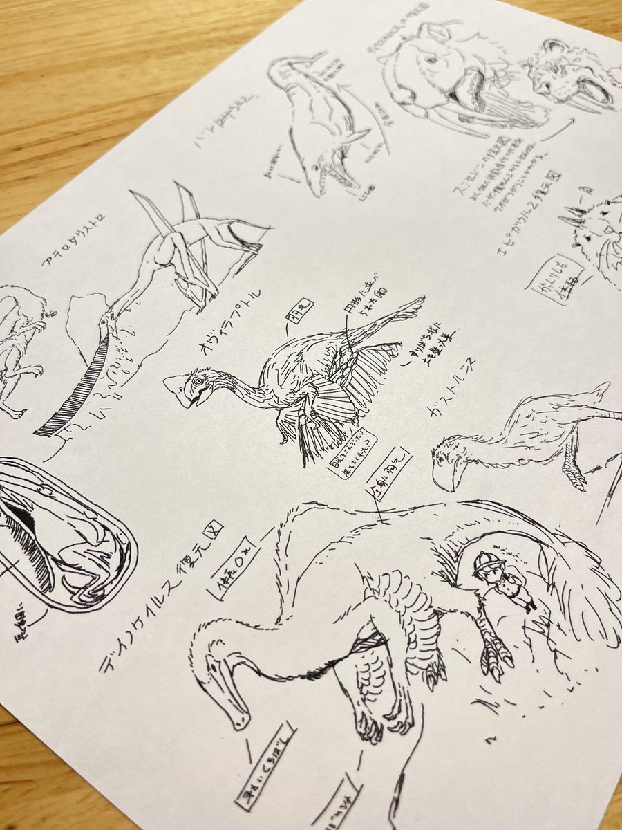 明日からの個展に新作の薄い本が並ぶ予定です。挿絵のおしごとで監修の先生に渡すために描いたラフスケッチをまとめたラフ画集第二段になります!実物は明日届く(ギリギリ)のでアップできるのはゲラのみ…お楽しみに!
#太古のかわいい無脊椎動物図譜 