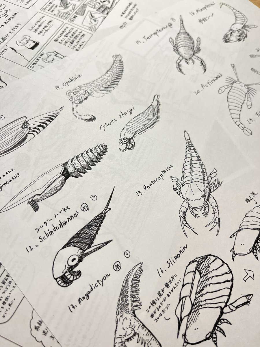 明日からの個展に新作の薄い本が並ぶ予定です。挿絵のおしごとで監修の先生に渡すために描いたラフスケッチをまとめたラフ画集第二段になります!実物は明日届く(ギリギリ)のでアップできるのはゲラのみ…お楽しみに!
#太古のかわいい無脊椎動物図譜 