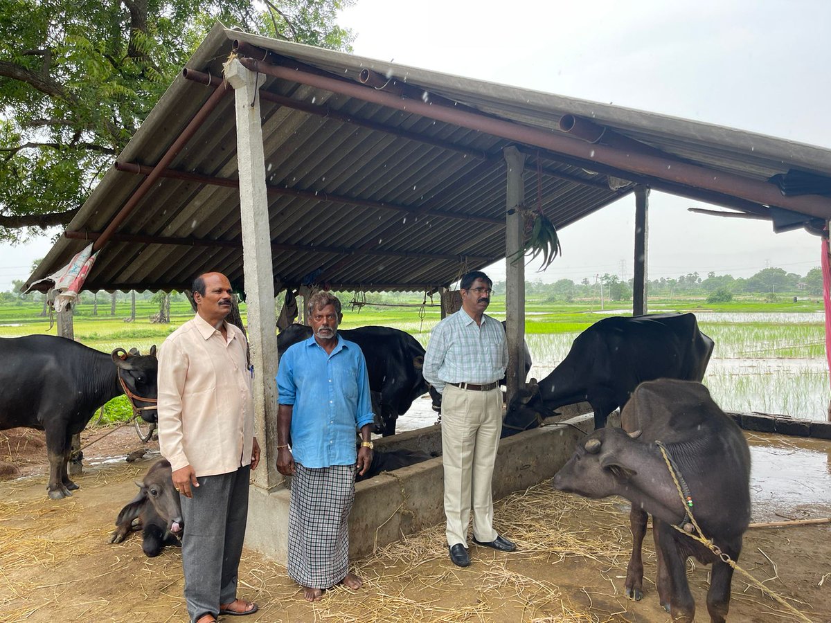 Telangana Dalit Bandhu scheme #Dairy unit-Kunkudupamula (V)of Ramannapet Mdl. Inspected Dairy units of Puligilla Krishnaveni, Yadamma &amp; Polepaka Yellaiah.They selling the milk@Rs.80/-per litre. It is highly remmunerative, helping them to gain profits.<a href="/Collector_YDR/">Collector Yadadri</a> <a href="/ACLB_Yadadri/">AC(LB) Yadadri Bhuvanagiri</a>