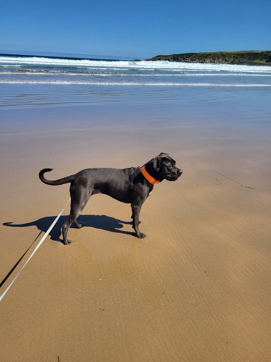 The beast enjoying her trip to the beach