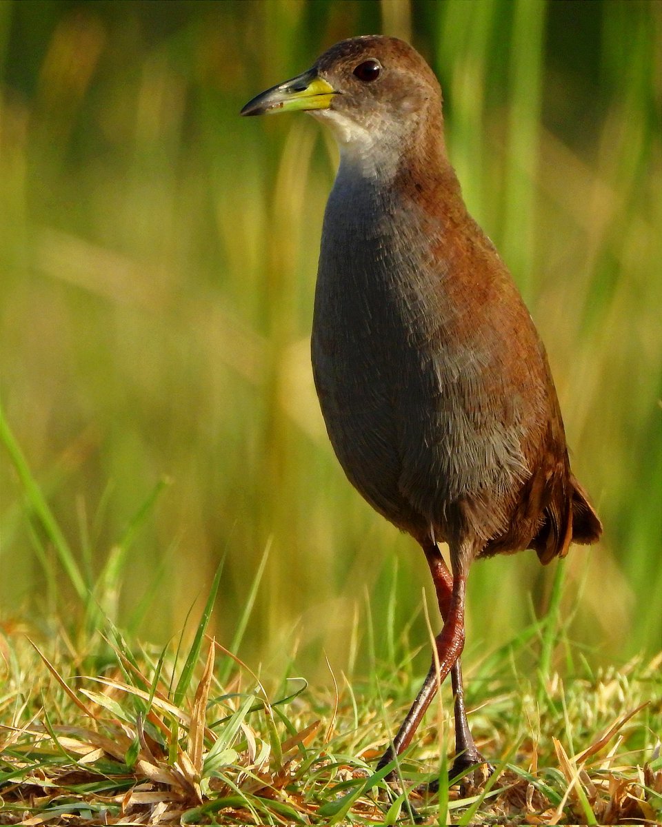 kishanm05's tweet image. "BROWN"
Brown Crake 
Shivdaspura Jaipur Rajasthan
26072023
#crake #brown 
#vanakriti
#natgeo 
#naturephotography 
#nature_of_our_world 
#nationalgeographic_ #nature_perfection 
#netgeotravelindia 
#nationalgeography 
#netgeoyourshot 
#nationalgeographic 
#netgeowild 
#greenhub