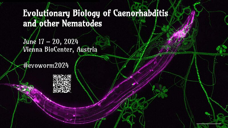 The tenth 'Evolution of Caenorhabditis and Other Nematodes' meeting will be held on June 17-20, 2024 at the Vienna BioCenter! #evoworm2024 oeaw.ac.at/imba/seminars-…