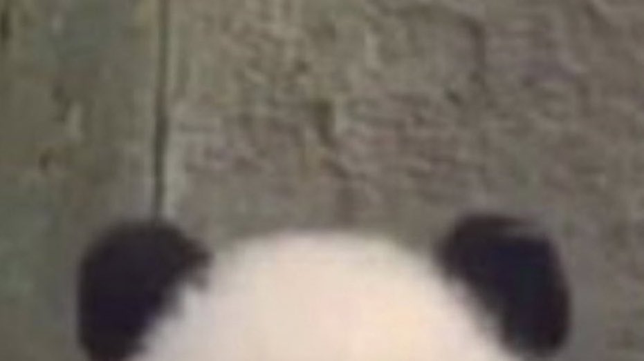 iymubear's tweet photo. https://t.co/yyTK0s0tin