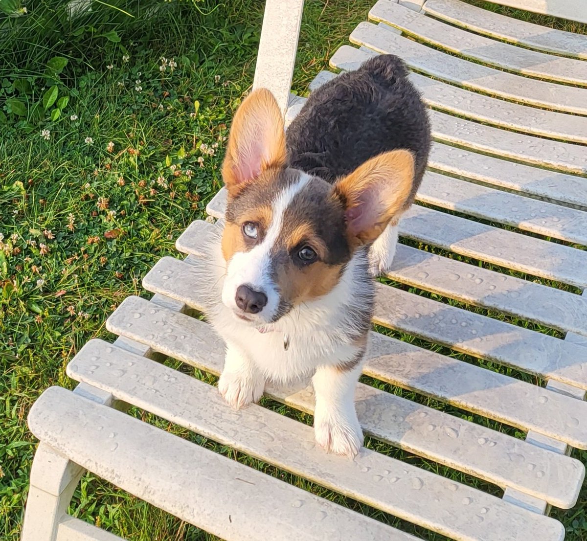 CorgiZowie's tweet image. All day long on the chaise lounge. #CorgiCrew #Corgi #wetleg