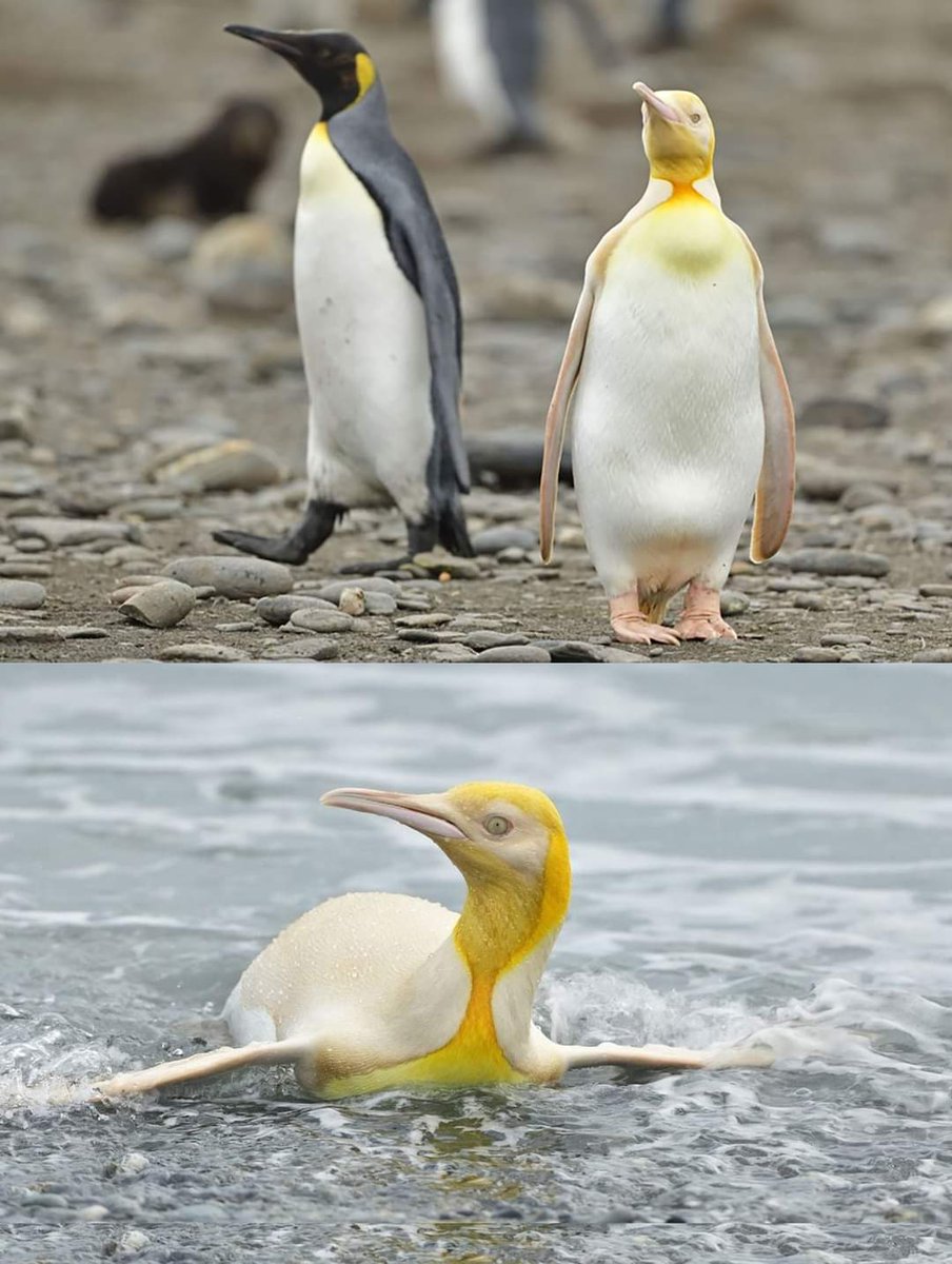 LeContempIateur's tweet photo. 🐧 Un superbe manchot roi jaune  extrêmement rare !

Le photographe belge Yves Adams a partagé une photo unique d'un manchot de couleur jaune jamais vu auparavant.

"Je n’avais jamais vu ou entendu parler d’un pingouin jaune avant", "Il y avait plus de 100.000 oiseaux sur cette plage et c’était le seul jaune qu’il y avait", dit le photographe. 

L’étrange coloration du pingouin est probablement due à une condition appelée leucisme, qui entraîne une perte de pigmentation des plumes.

"Les manchots mâles utilisent de base le pigment jaune pour attirer les femelles et nous soupçonnons fortement que la molécule jaune est synthétisée en interne", dit le chercheur Daniel Thomas.

Cependant, dans le cas de ce manchot complètement jaune, il n’est pas évident de savoir si son plumage distinctif rend l’oiseau ultra-attrayant ou ultra-répulsif pour les femelles.

Ce qui est certain c'est qu'il est  est magnifiquement unique !

📸  Yves Adams.