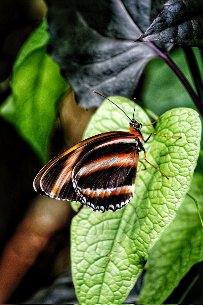 Smile, it's wonderful Wednesday! 🦋😁

#KarissasKaptures #Butterfly #butterfly🦋  #ButterflyGarden #ButterflyExhibit #StrongMuseumOfPlay #RochesterNY #Insects #wildlifephotography #Sonya6000 #SonyCamera #SonyPhotography   #ExploreRochester #RocTopShots #ThisIsRoc