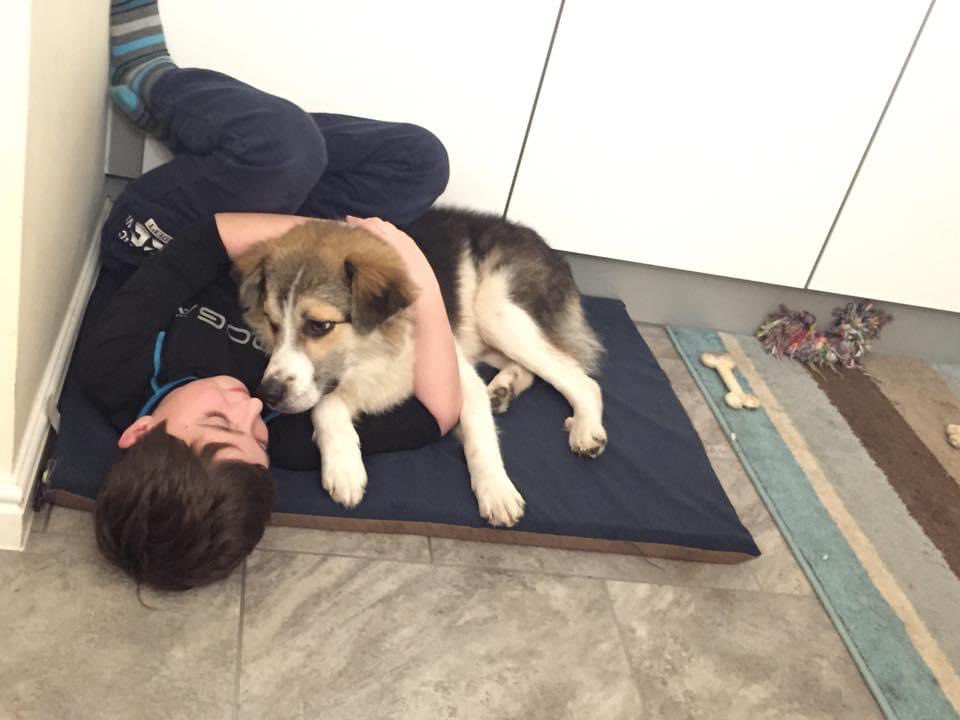 diana_stroia's tweet photo. @ruskin147 He is #Lucky, adopted from Romania 8 years ago. He had a very sad start in life but now living his best life. He is still anxious around people with sticks and is very defensive/protective. Following Sophie and cheering her small but certain victories 👏🏼🩷💙🐶💙🩷👏🏼 https://t.co/MypAhECMFv