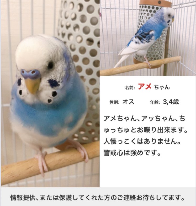 7月26日18時頃、セキセイインコのオス、アメちゃんを逃がしてしまい